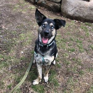 Meet your Posher, Kira